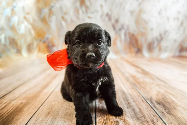 One puppy with red ribbons bows is sitting on a wooden floor on a light background horizontal photo