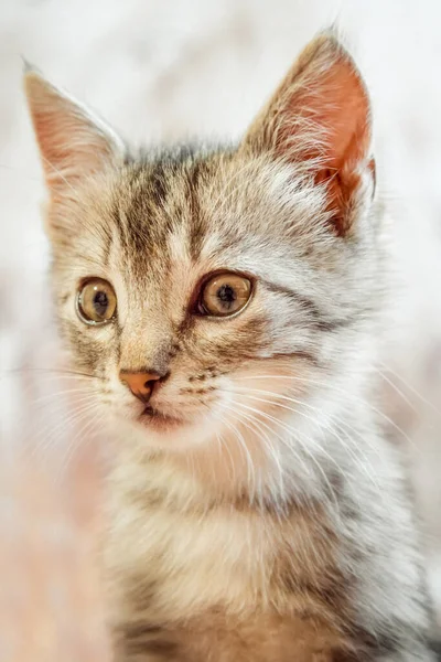 1匹の猫 灰色の縞模様の若い美しい子猫が座っていて 床に横たわっていて まっすぐ縦の写真を見ています — ストック写真