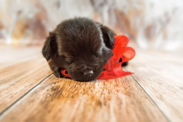 Cachorro Con Lazos Cintas Rojas Está Durmiendo Suelo Madera Sobre —  Fotos de Stock