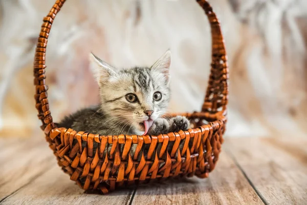 1匹の猫 灰色の縞模様の若い美しい子猫がウィッカーバスケットに横方向の写真 — ストック写真