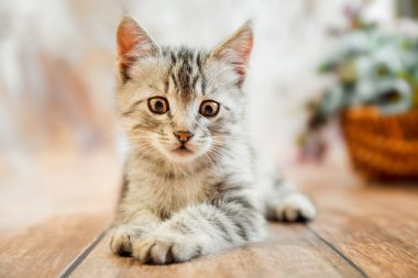 Bir kedi, gri çizgili genç ve güzel bir kedi yerde oturuyor ve düz bir şekilde yatay fotoğrafa bakıyor.