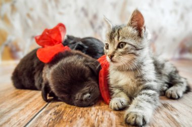 Gri bir kedi yavrusu ve kırmızı kurdeleli iki yavru, açık arkaplanda, yatay bir fotoğrafta, ahşap bir zeminde selamlaşıyorlar.