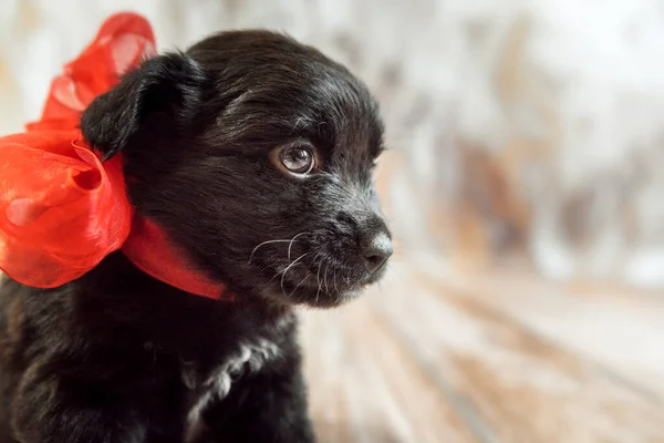 The black puppy with red ribbons bows is sitting on a wooden floor on a light background portrait horizontal photo
