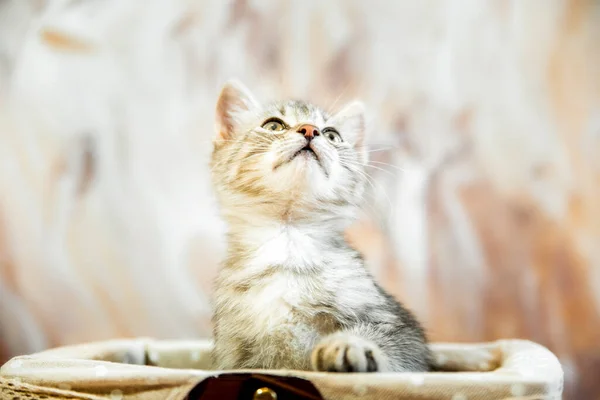 1匹の猫 灰色の縞模様の若い美しい子猫がバスケットに座って水平写真を見上げます — ストック写真