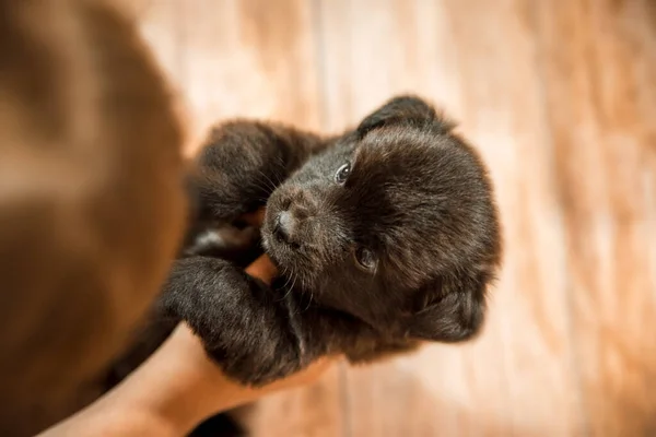 女の子の手の中に小さな犬 黒い子犬水平写真トップビュー — ストック写真