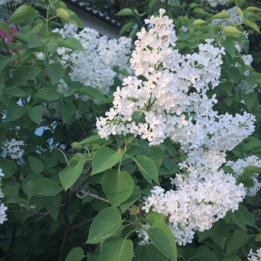 Beyaz leylak çalısı kapanıyor.