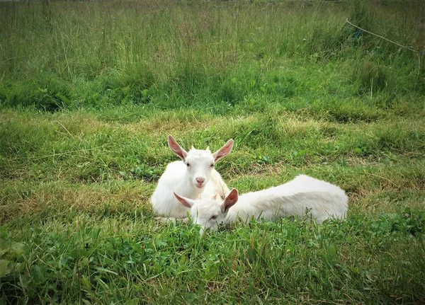 Two White Goats Lying Grass Open Air — Stock Photo, Image