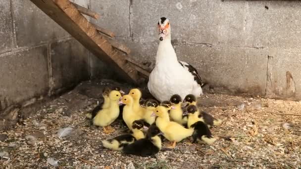 Moeder eend en haar kuikens — Stockvideo