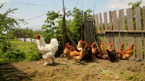Pollos de campo libre vagan por el patio en una granja — Vídeos de Stock
