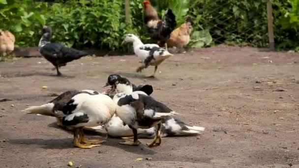 Ducks and chicken at the farm — Stock Video