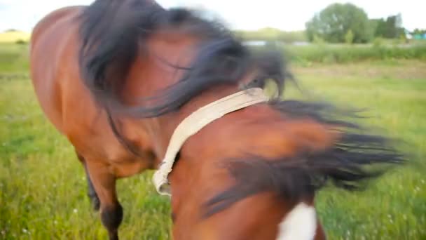 Pferd auf dem Feld — Stockvideo