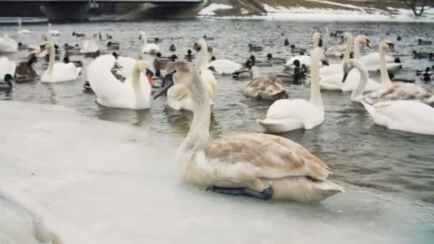 Лебеди на воде у реки зимой — стоковое видео