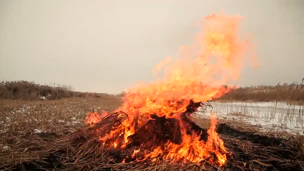 Stack av torrt gräs i brand — Stockvideo
