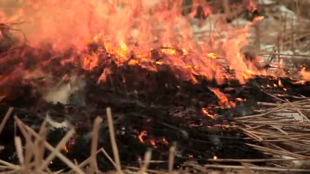 Stapel droog gras in brand — Stockvideo