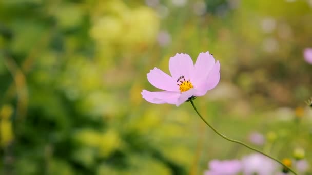 Bellissimi fiori da giardino — Video Stock