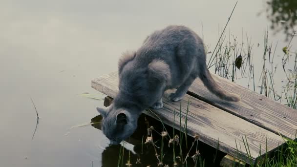 Um gato bebe água da lagoa — Vídeo de Stock