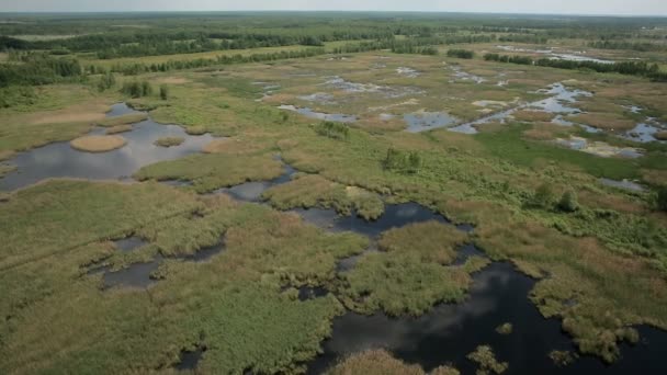 Vista aérea de tierras pantanosas con garzas blancas lugar de anidación — Vídeos de Stock