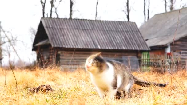 Fläckig katt i vete fält landsbygden — Stockvideo