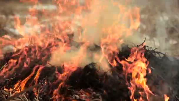 Stapel droog gras in brand — Stockvideo