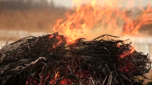 Montón de hierba seca en llamas — Vídeo de stock