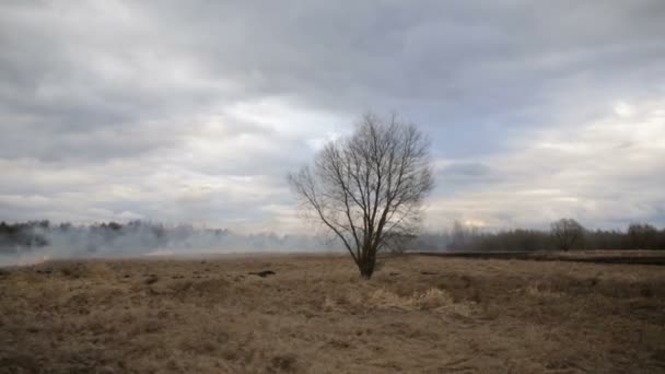 Flygfoto av torrt gräs brinnande på jordbruksmark — Stockvideo