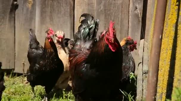 무료 범위 닭 농장 마당 로밍 — 비디오