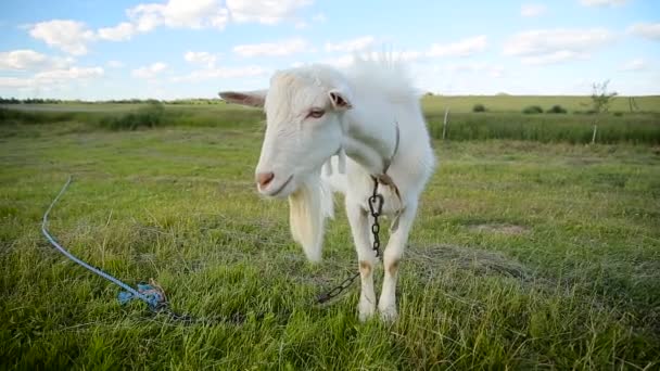 Biała koza wypasana na polu — Wideo stockowe