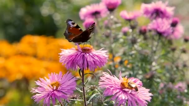 Schmetterlinge fliegen über rosa Gartenblumen — Stockvideo