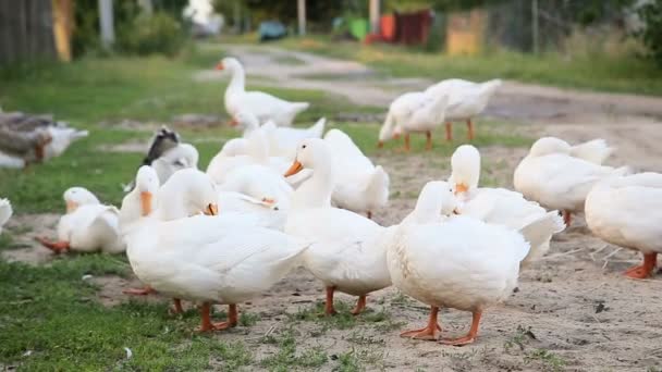 Witte boerderij eenden door de weg van het platteland — Stockvideo