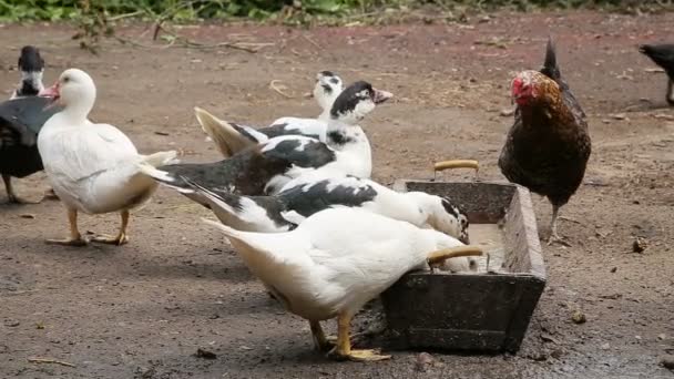 Kachny a kuřecí krmení na farmě — Stock video