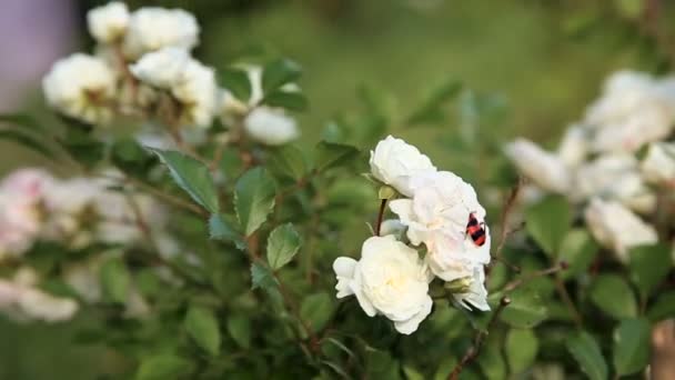 Rode gestreepte bug op een wit roze bloem — Stockvideo