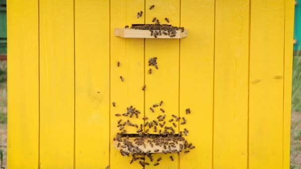 Abelhas de mel em uma colmeia — Vídeo de Stock