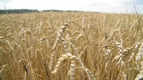 Campo de trigo de terras agrícolas ensolaradas — Vídeo de Stock