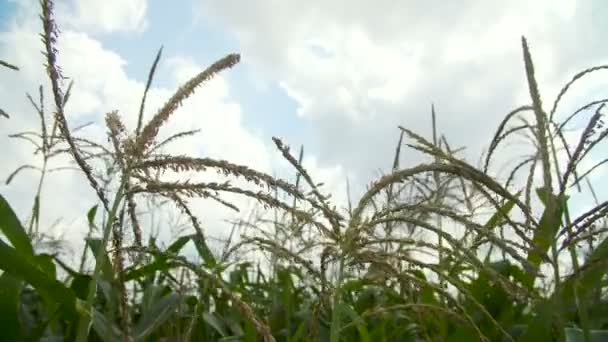 Кукурудзяне поле в цвітіння — стокове відео