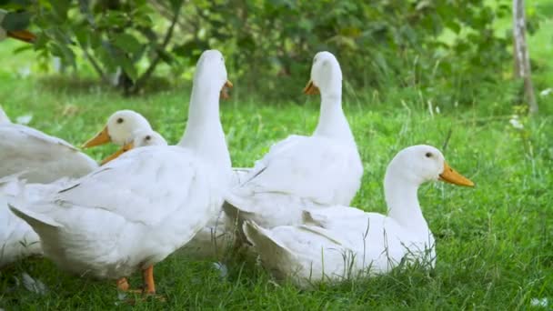 Weiße Bauernhof-Enten an der Landstraße — Stockvideo