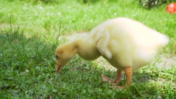 Gooslings dans l'herbe à la cour arrière — Video