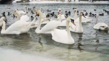 Kuğular üzerinde su kış aylarında riverbanck tarafından