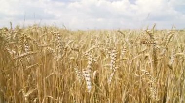 Güneşli tarım arazileri buğday alanı