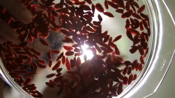 Jeune femme dispersant des baies de goji dans un bol en verre — Video