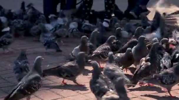 Un tas de colombes de la ville — Video