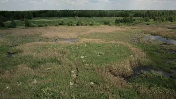 흰 왜가리가 둥지를 틀고 있는 습지 지대를 공중에서 내려다본 모습 — 비디오