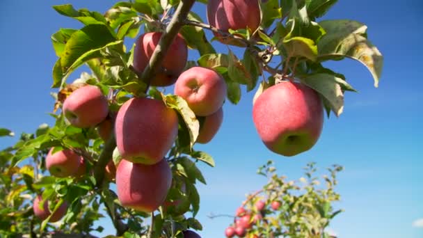 Huerto lleno de árboles con manzanas rojas maduras — Vídeos de Stock