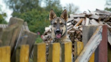 Booth çitin arkasında bir zincir köpek