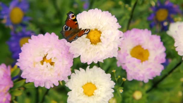 Над розовыми садовыми цветами летают мухи — стоковое видео