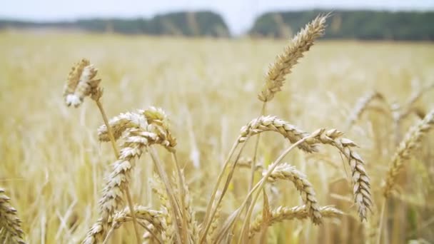 Campo de trigo agrícola — Vídeo de Stock