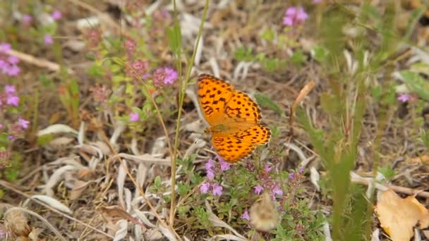 Schmetterling auf Wildblumen im Feld — Stockvideo