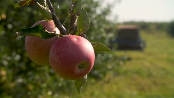 Traktor erntet Äpfel im Obstgarten — Stockvideo