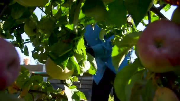 Las mujeres recogen manzanas a mano en un jardín — Vídeo de stock