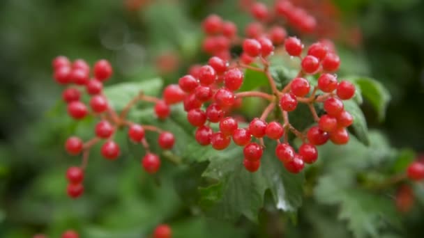 Red viburnum branch in the garden on a rainy day — Stock Video