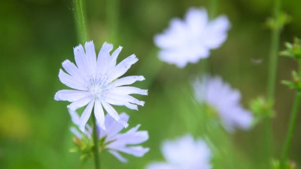 Fleurs bleues de chicorée dans les champs — Video